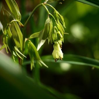 Disporum longistylum 'Night Heron'