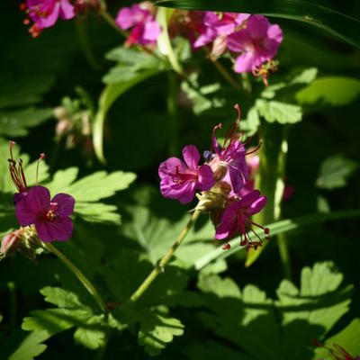 Geranium macrorrhizum 'Czakor' - 