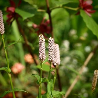 Persicaria bistorta 'Superba'