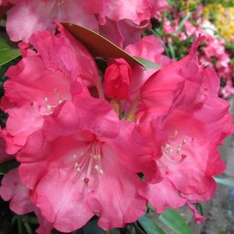 Rhododendron yakushimanum 'Sneezy'