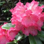 Rhododendron yakushimanum 'Sneezy' - Rhododendron yakushimanum 'Sneezy'