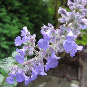 Nepeta grandiflora 'Summer Magic'