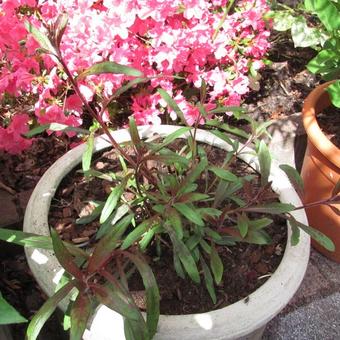 Gaura lindheimeri 'Rosy Jane'