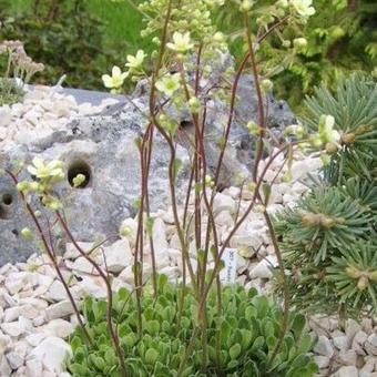 Saxifraga paniculata 'Lutea'