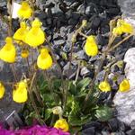 Calceolaria polyrhiza 'Perito Moreno' - 