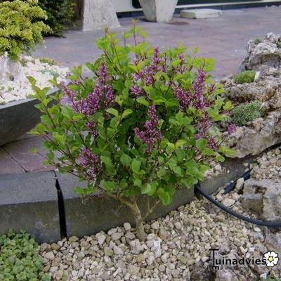 Syringa pubescens subsp. microphylla 'Superba'