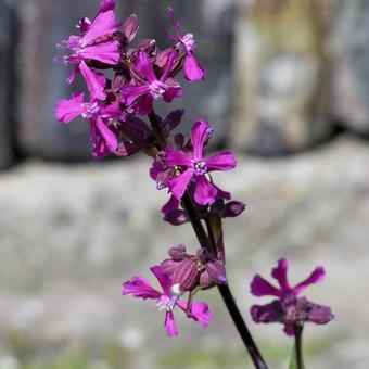 Lychnis alpina 'Lara'