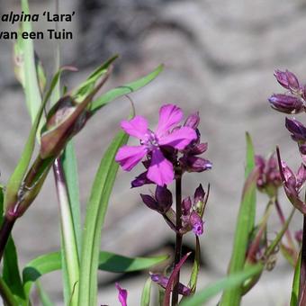 Lychnis alpina 'Lara'