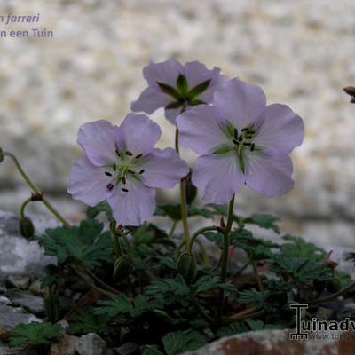 Geranium farreri - 