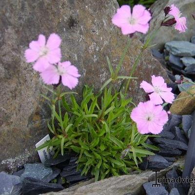 Dianthus nitidus - 