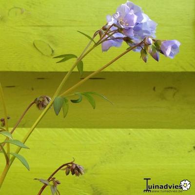 Polemonium reptans 'Blue Compact' - 