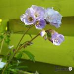 Polemonium reptans 'Blue Compact' - 