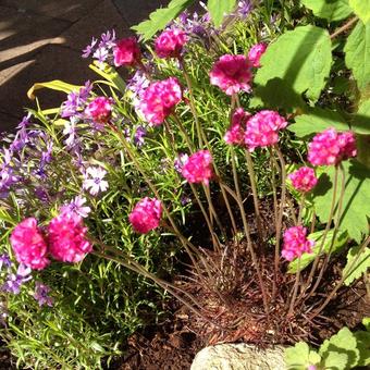 Armeria maritima 'Rubrifolia'