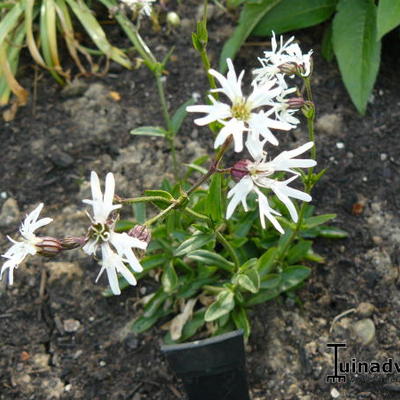 Silene flos-cuculi 'White Robin' - 