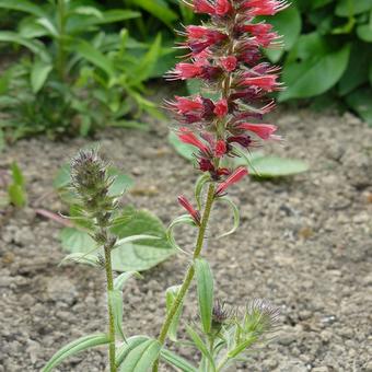 Echium russicum