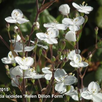 Libertia ixioides 'Helen Dillon Form'