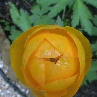 Trollius x cultorum 'Orange Princess'