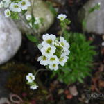 Draba dedeana - 