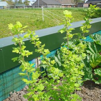 Ribes uva-crispa 'Captivator'