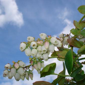 Vaccinium corymbosum