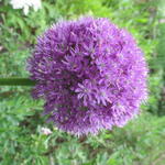 Allium 'His Excellency' - Allium 'His Excellency'