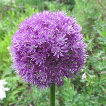 Allium 'His Excellency'