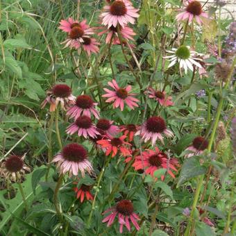 Echinacea purpurea 'Cheyenne Spirit'