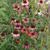 Echinacea purpurea 'Cheyenne Spirit'