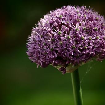 Allium altissimum