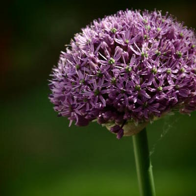 Allium altissimum - 