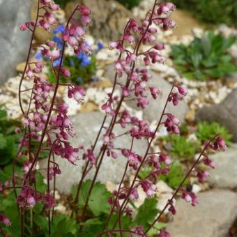 Heuchera pulchella