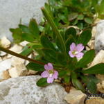 Epilobium crassum - 