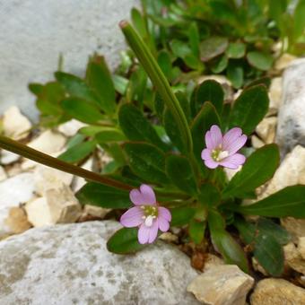 Epilobium crassum