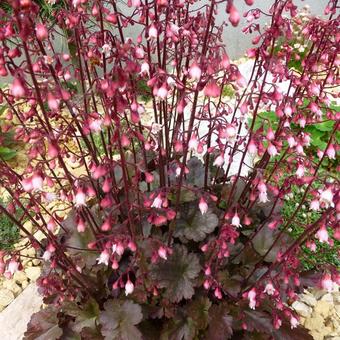 Heuchera 'Petite Pearl Fairy'