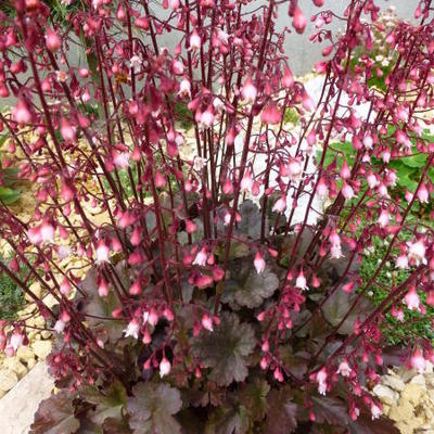 Heuchera 'Petite Pearl Fairy' - 