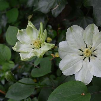 Clematis 'Guernsey Cream'