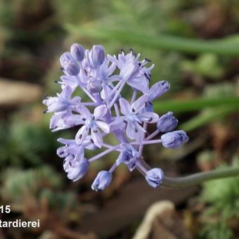 Scilla litardierei