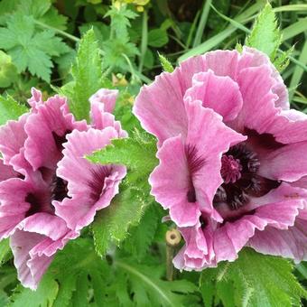 Papaver somniferum