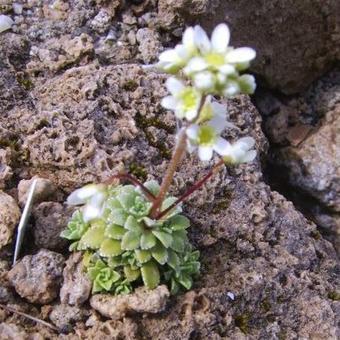 Saxifraga paniculata 'Silver Hill'