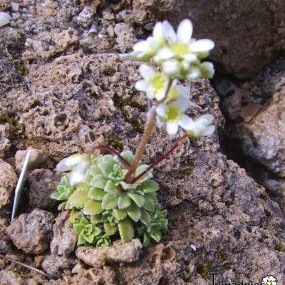 Saxifraga paniculata 'Silver Hill' - 