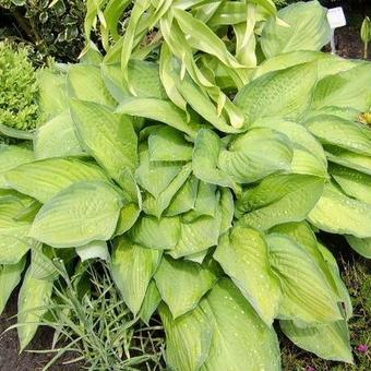 Hosta 'Paul's Glory'