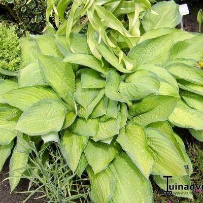 Hosta 'Paul's Glory'