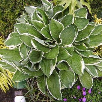 Hosta fortunei 'Francee'