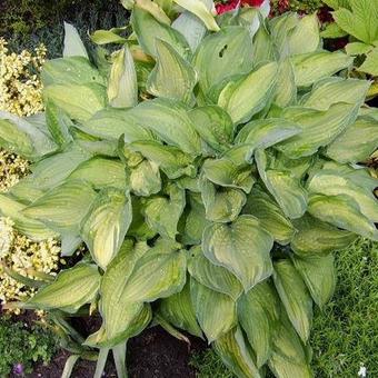 Hosta 'Julie Morss'