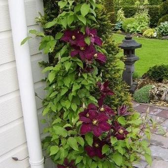 Clematis 'Niobe'