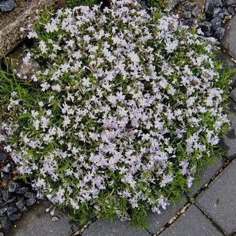 Phlox subulata 'EARLY SPRING Lavender'