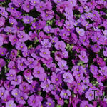 Aubrieta 'AUDREY Blue' - 