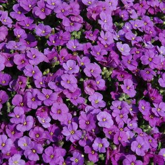 Aubrieta 'AUDREY Blue'