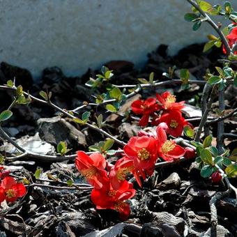 Chaenomeles x superba 'Crimson and Gold'