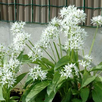 Allium ursinum